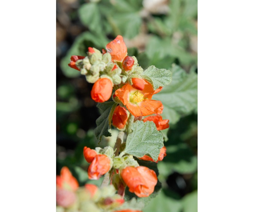 Munro's Globemallow